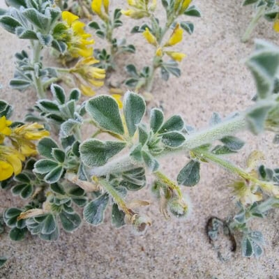 Medicago marina — flower