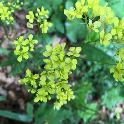 Biscutella laevigata — flower