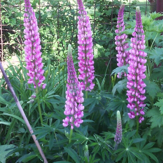 Lupinus polyphyllus — flower