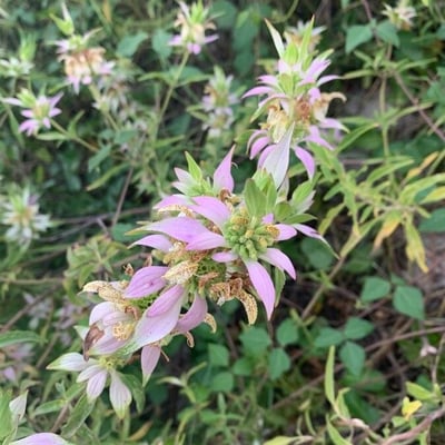 Monarda punctata — flower