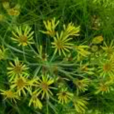 Jacobaea paludosa — flower