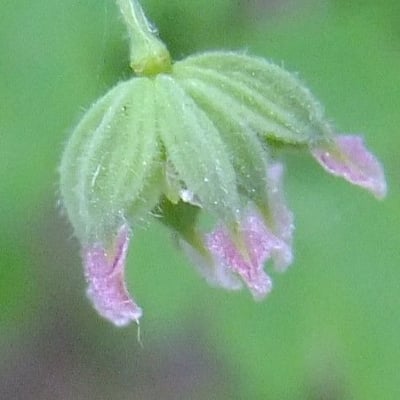 Thalictrum foetidum — flower
