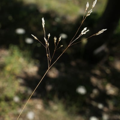Aira caryophyllea — flower