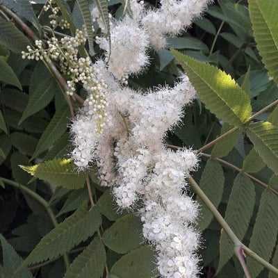 Sorbaria sorbifolia — flower