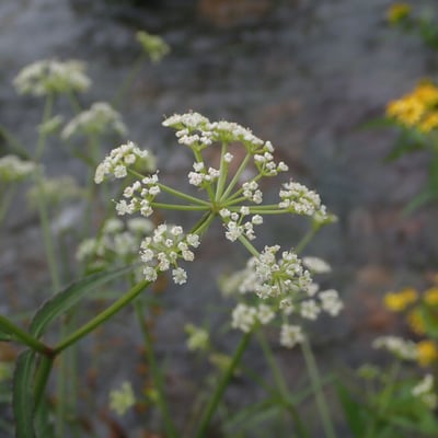 Oenanthe javanica — flower
