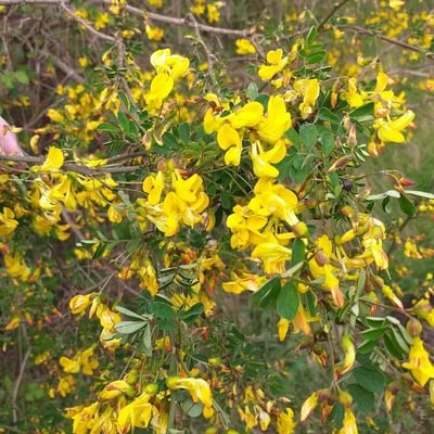 Hippocrepis emerus — flower