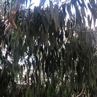 Eucalyptus dalrympleana — leaf