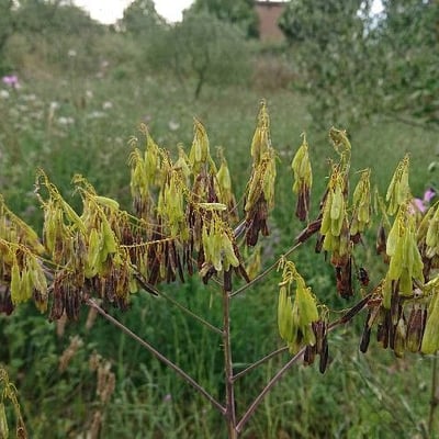Isatis tinctoria — flower