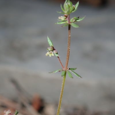 Galium parisiense — flower