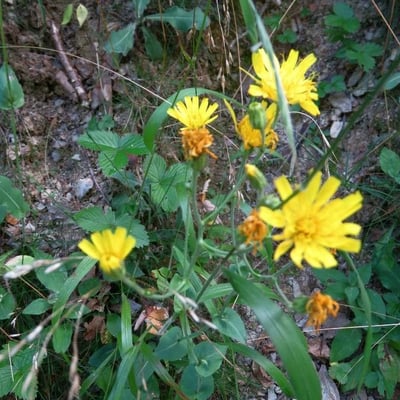 Hieracium amplexicaule — flower