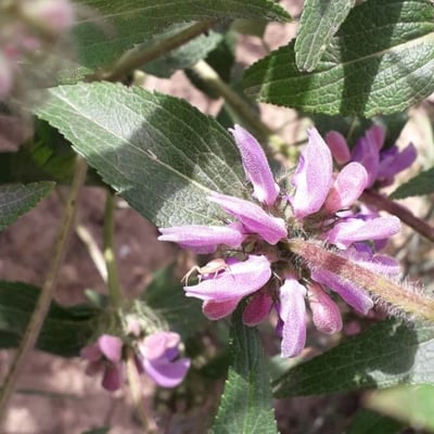Phlomis herba-venti — flower