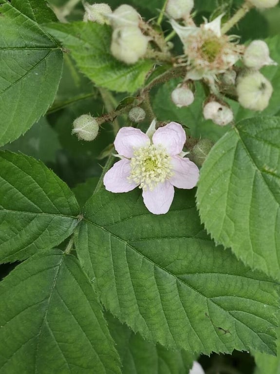 Pruinose bramble
