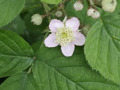 Pruinose bramble