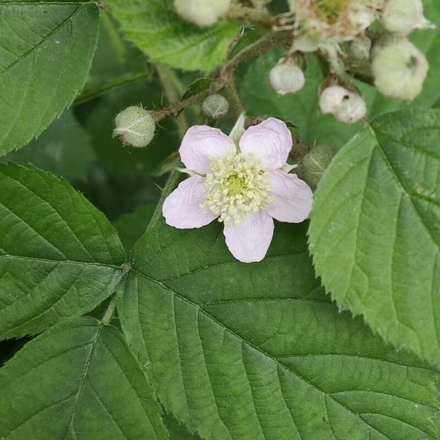 Rubus pruinosus — flower