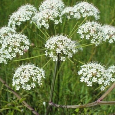 Cicuta virosa — flower