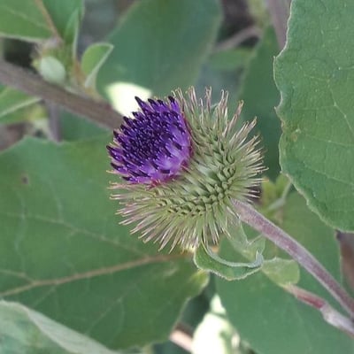Arctium minus — flower
