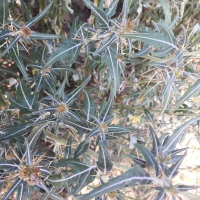 Xanthium spinosum — flower