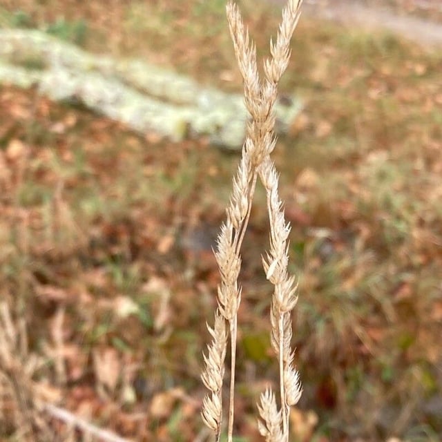 Agrostis exarata — flower
