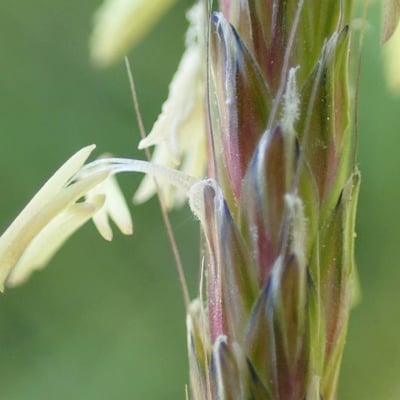 Alopecurus myosuroides — flower