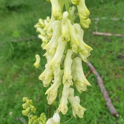 Aconitum vulparia — flower