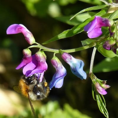 Lathyrus vernus — flower