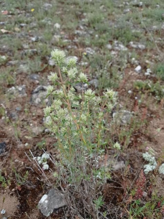Mastic thyme