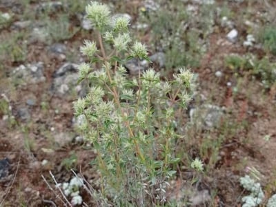 Mastic thyme