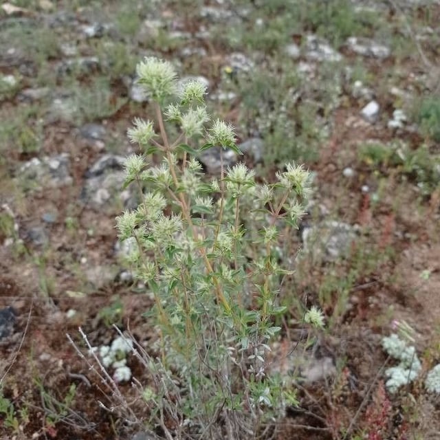 Thymus mastichina — flower
