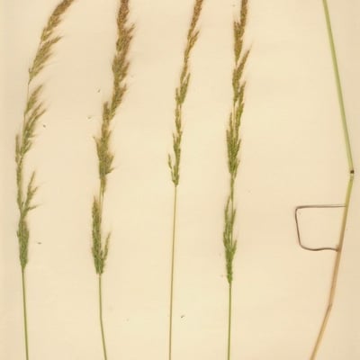 Apera interrupta — habit