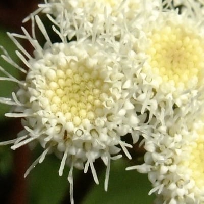 Ageratina adenophora — flower