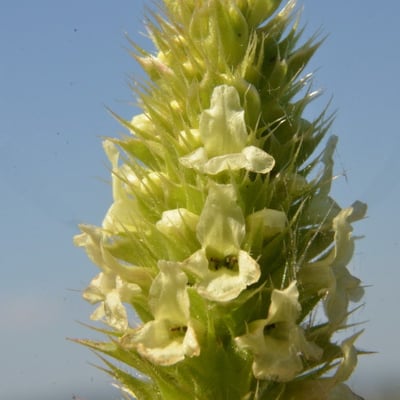 Sideritis hyssopifolia — flower
