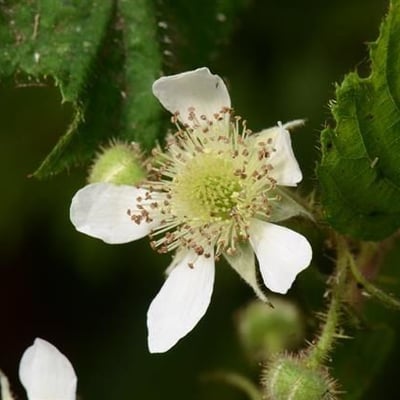 Rubus pedemontanus — flower
