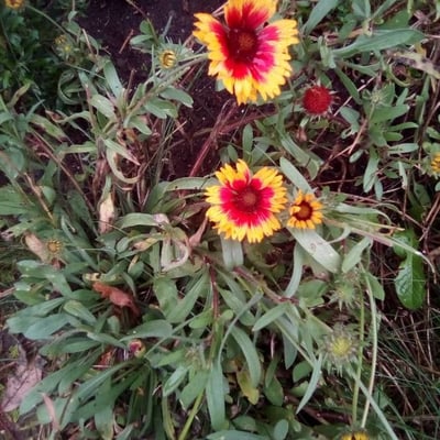 Gaillardia pulchella — flower