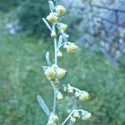 Artemisia alba — flower