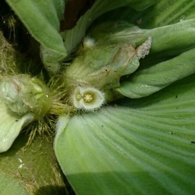 Pistia stratiotes — flower