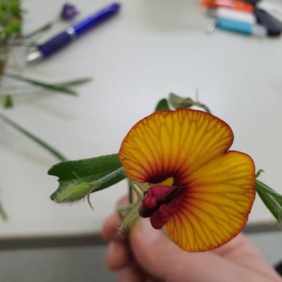 Crotalaria pumila — flower