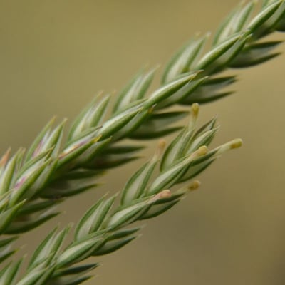 Crucianella angustifolia — flower