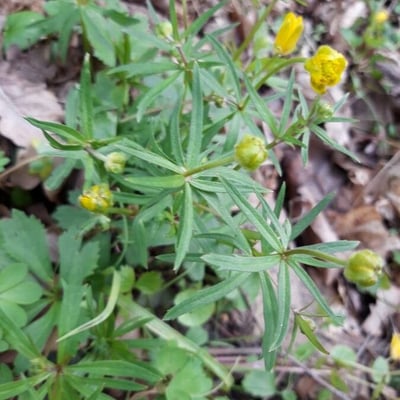 Ranunculus auricomus — flower
