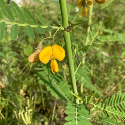 Sesbania herbacea — flower