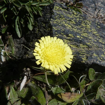 Pilosella peleteriana — flower
