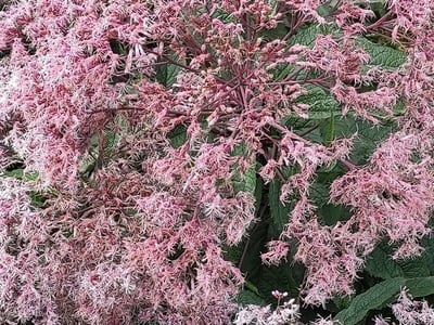 Hollow joe-pyeweed