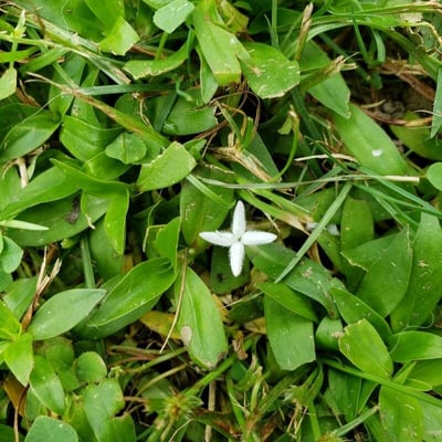 Diodia virginiana — flower