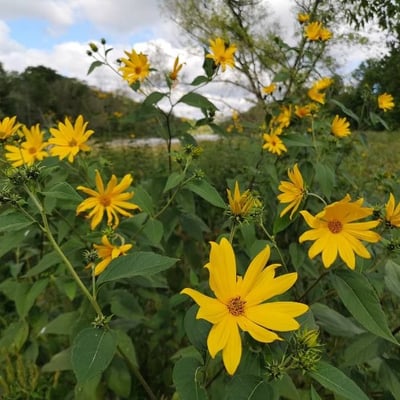 Helianthus divaricatus — flower
