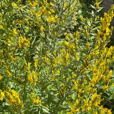 Genista florida — flower