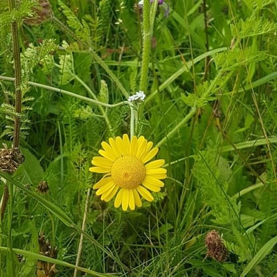 Cota tinctoria — flower