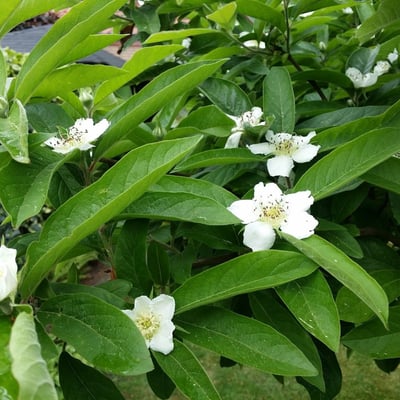 Mespilus germanica — flower