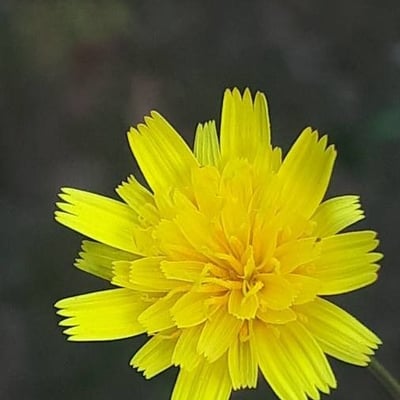 Reichardia picroides — flower