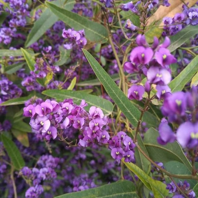 Hardenbergia violacea — flower
