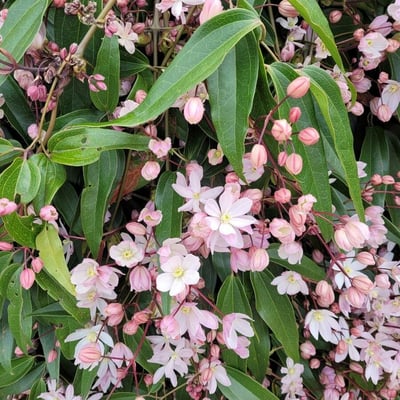 Clematis armandii — flower