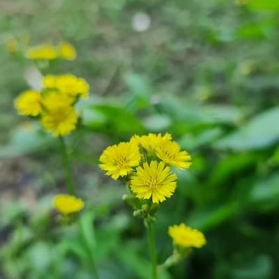 Youngia japonica — flower